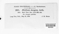 Aecidium anograe image